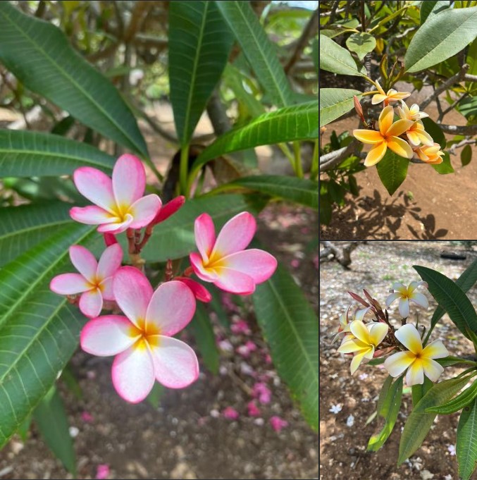 雞蛋花 (緬梔子)